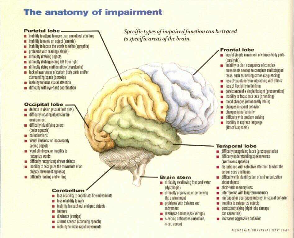 Back To Basics: Damage To Brain Structures - Changed Lives ...