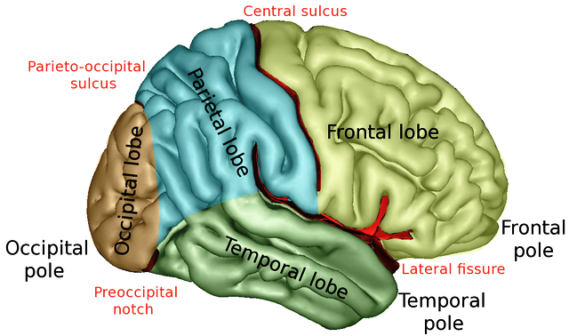 Our Touchy Feely Parietal Lobes - Changed Lives New Journeys