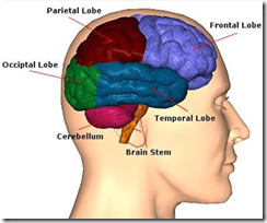 Brain lobe diagram