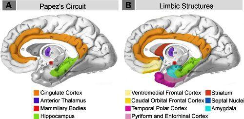 Emotions after Brain Injury Neural_systems_proposed_to_process_emotion