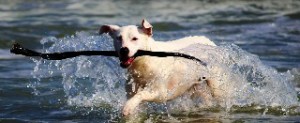 What is Memory. A white dog running through water retrieving a stick