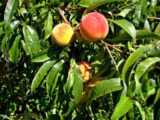 PEACH Gathering information about brain injury Photo of 2 ripe peaches surrounded by green leaves on tree