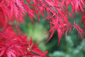 Red autumn leaves. Life changes after brain injury