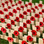 Remembrance traumatic brain injury in soldiers. Small white crosses with red poppies in the centre of each one
