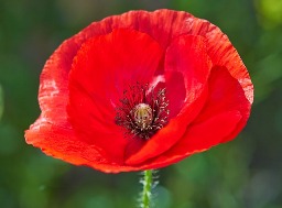 Soldiers with Brain Injury. Photo of red poppy flower